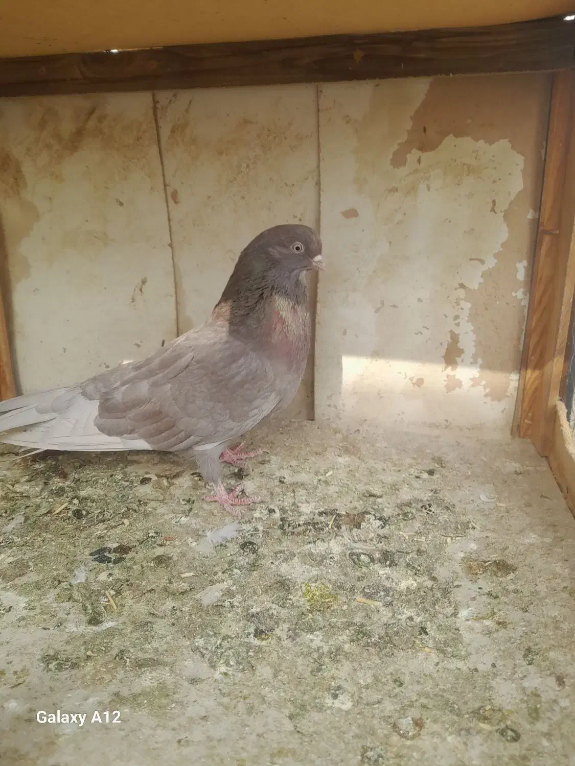 کفتر|پرنده|شهریار, بکه|دیوار