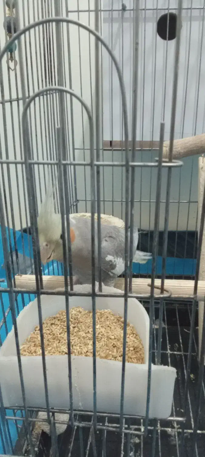 عروس هلندی|پرنده|فشاپویه, |دیوار