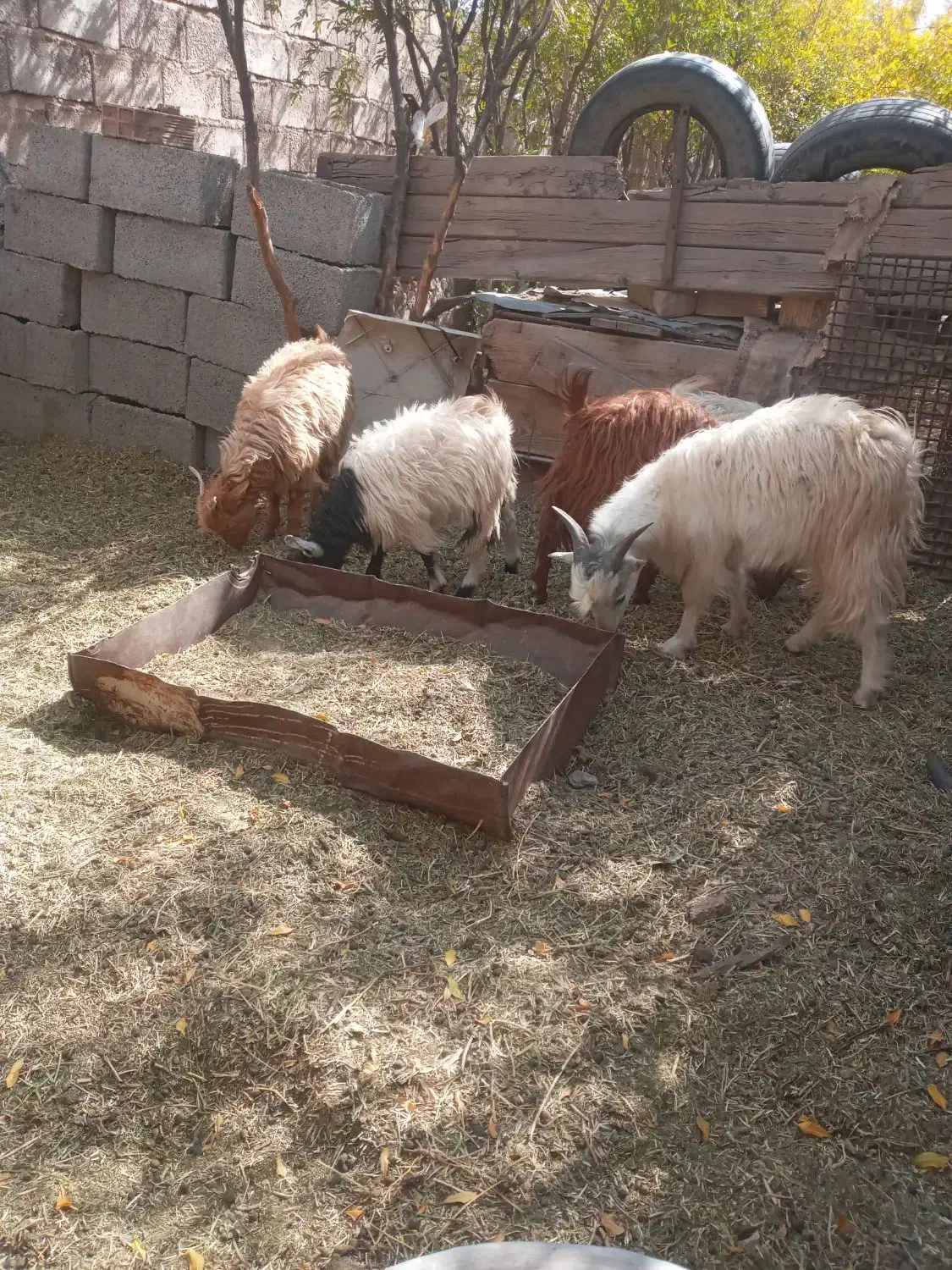 شش عدد کهره|حیوانات مزرعه|دهبکری, |دیوار