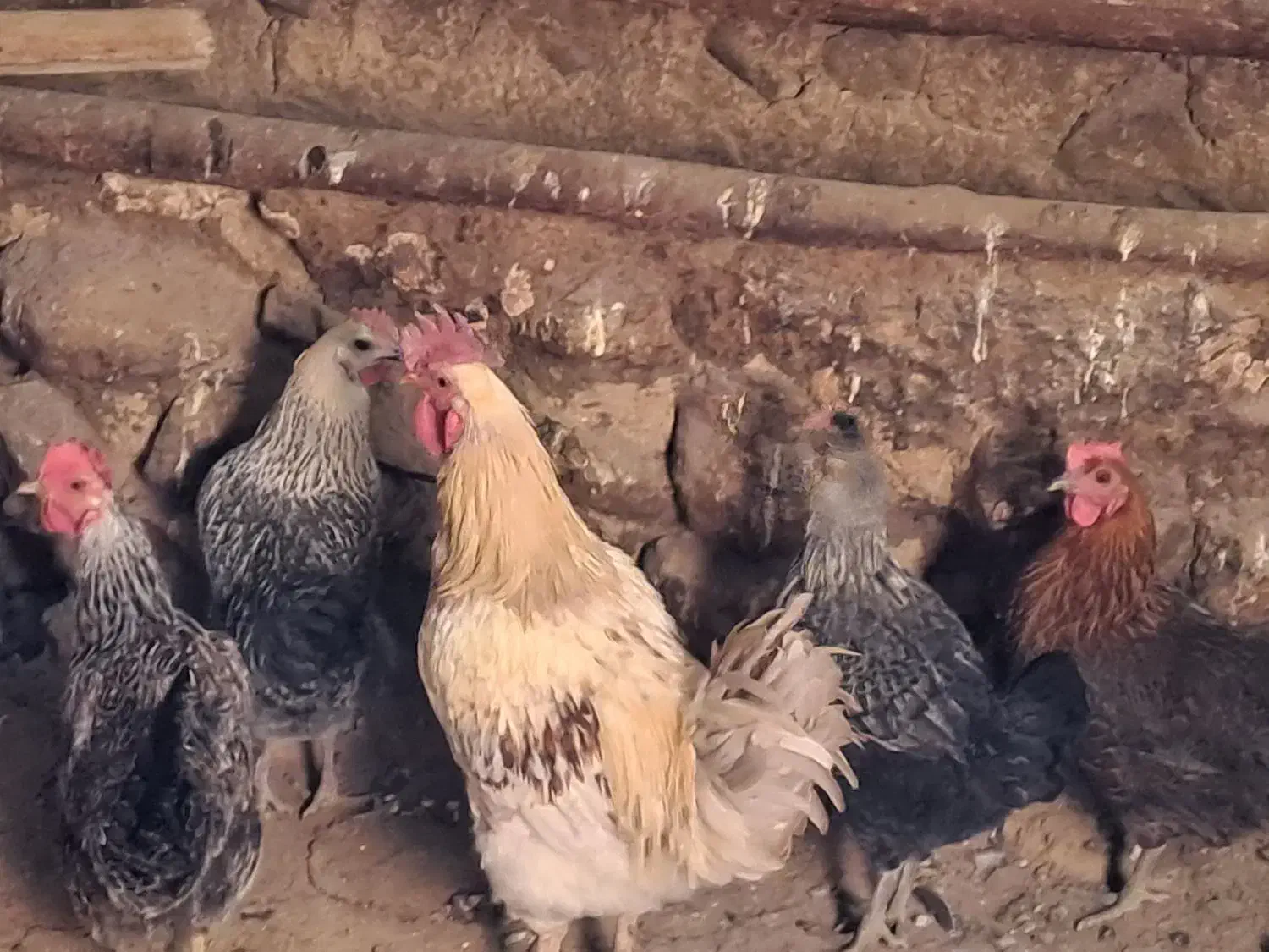 مرغ محلی|حیوانات مزرعه|کلیائی, |دیوار