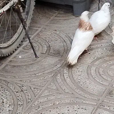 کفتر کبوتر طوقی|حراج|قرچک, پویینک|دیوار