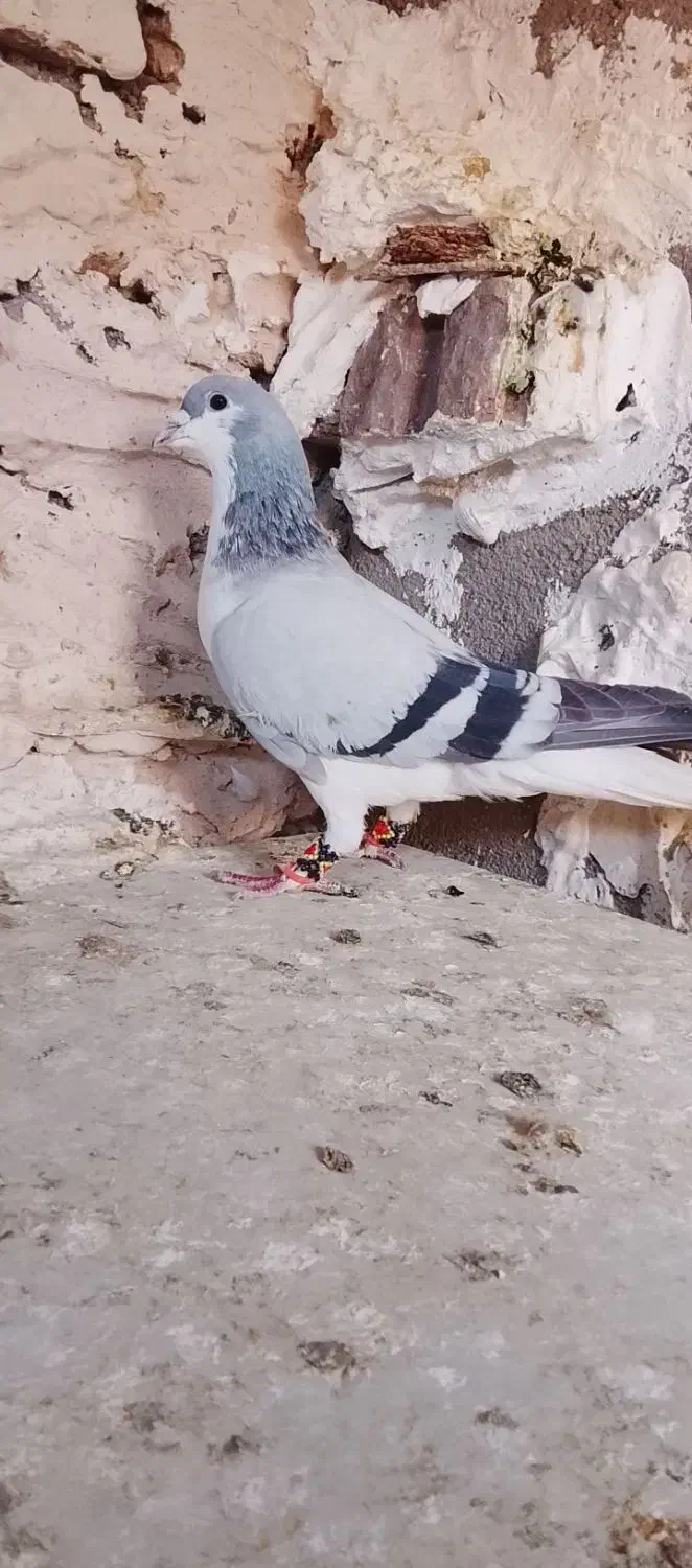 کفتر|پرنده|نیشابور, سرآب کوشک|دیوار