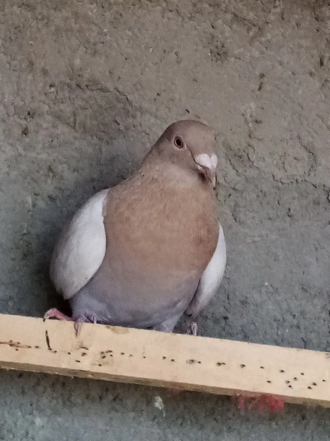 پلاکی زرد همچی تمام|پرنده|رباطکریم, شترخوار|دیوار