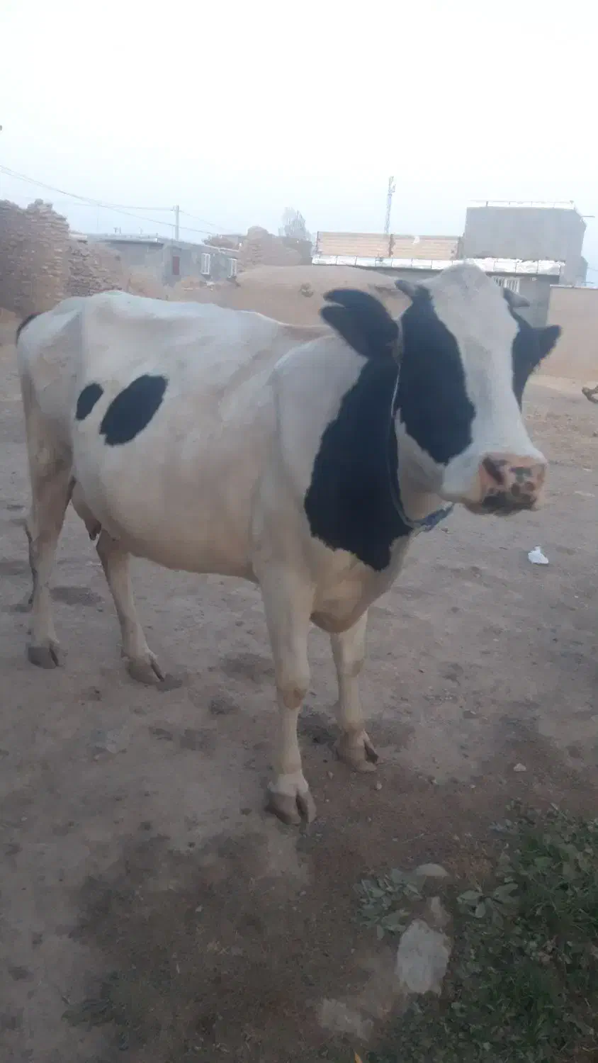 گاو شیری|حیوانات مزرعه|دهگلان, |دیوار