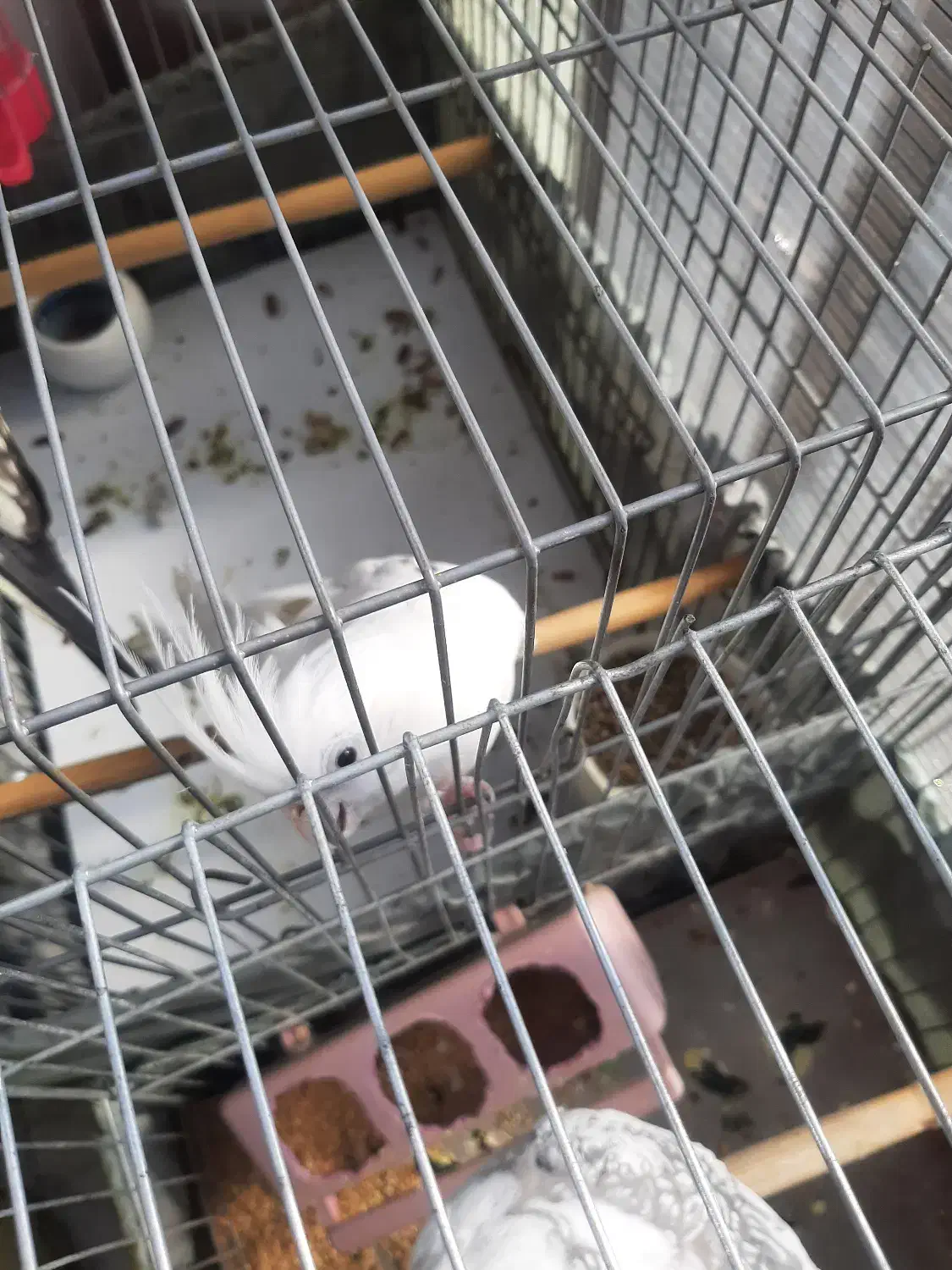 آلبینو عروس هلندی|پرنده|کرج, گلشهر|دیوار