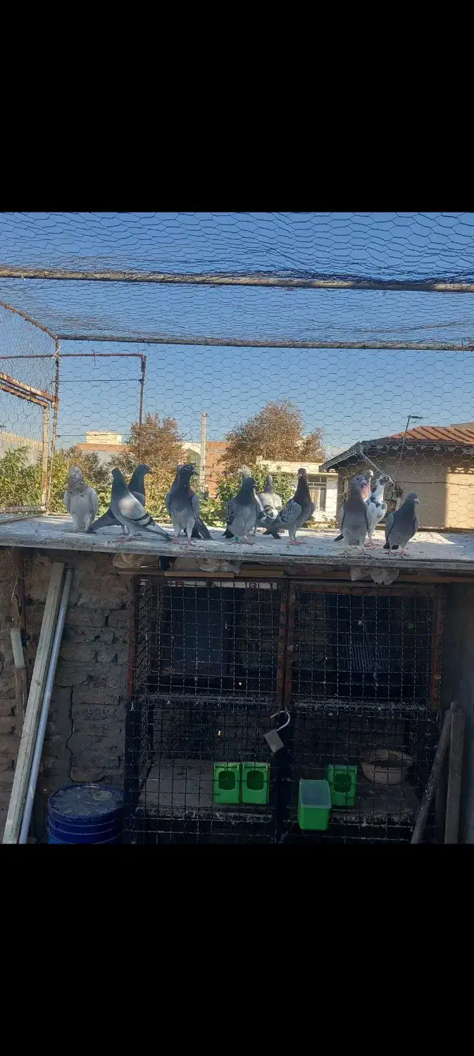 کبوتر|پرنده|گنبد کاووس, |دیوار