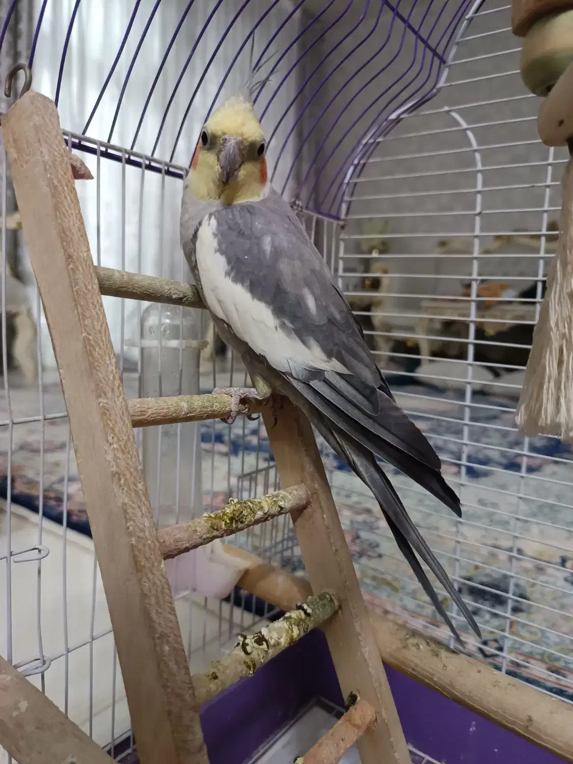 عروس هلندی|پرنده|خلخال, |دیوار