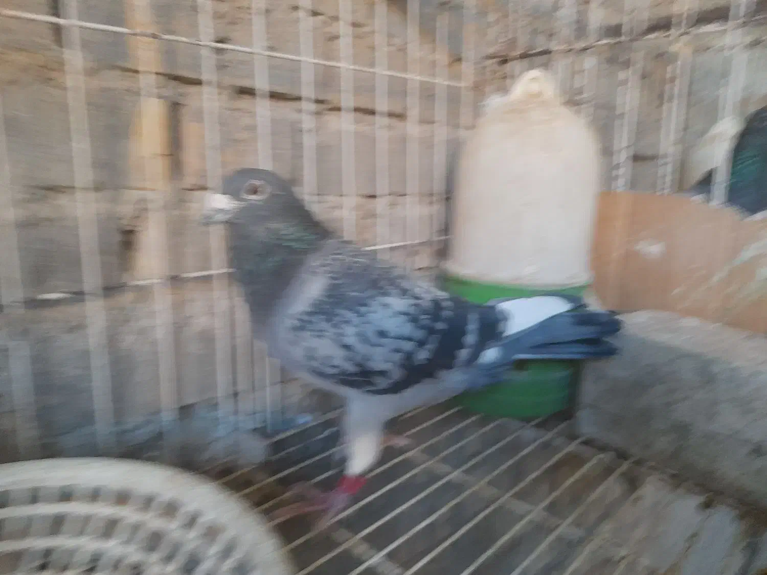 بازرگان نشسته|پرنده|باوی, |دیوار