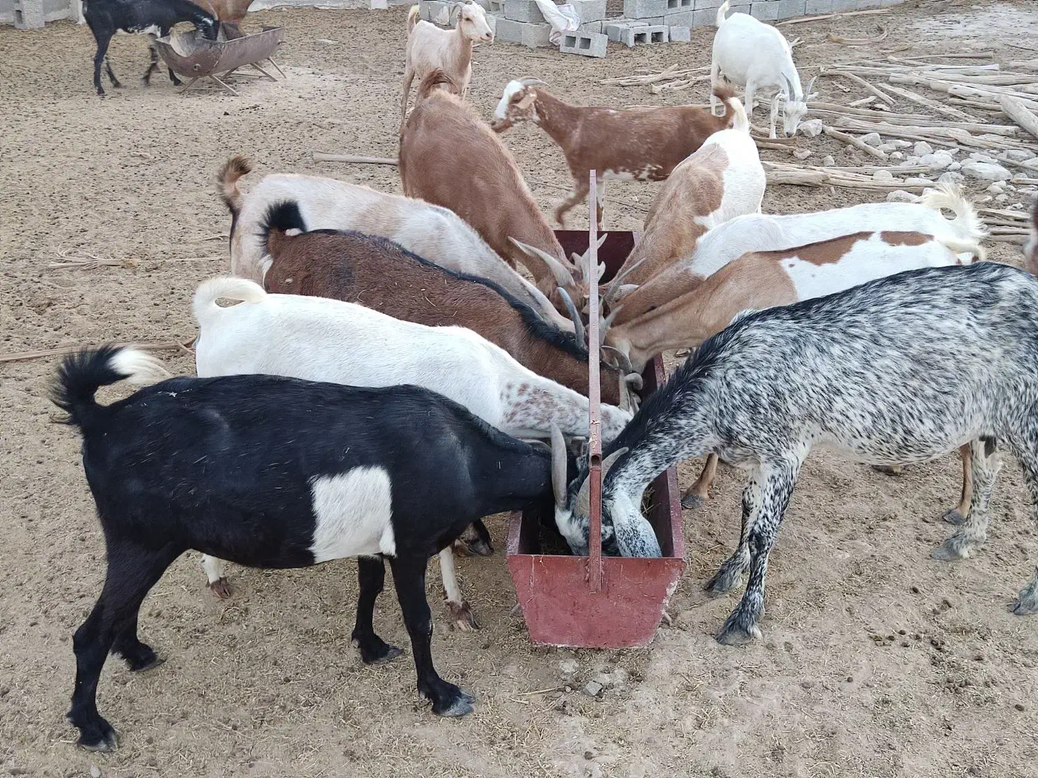 بز فروشی چاق|حیوانات مزرعه|بستک, |دیوار