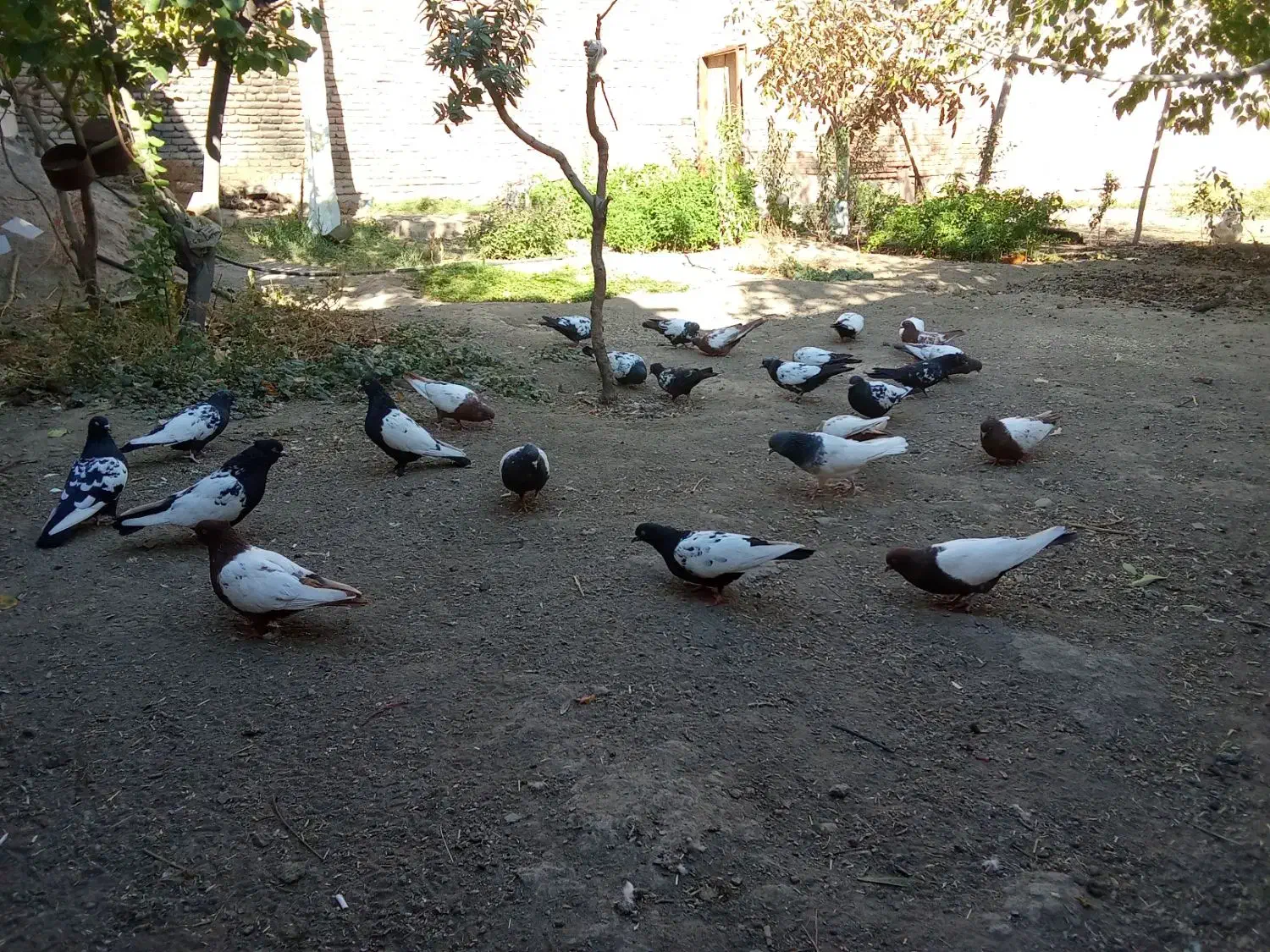 کبوتر سینه ای|پرنده|آذرشهر, |دیوار