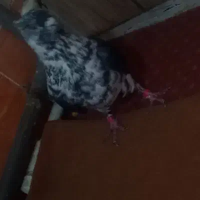 کبوترجفت|حیوانات|مرند, |دیوار