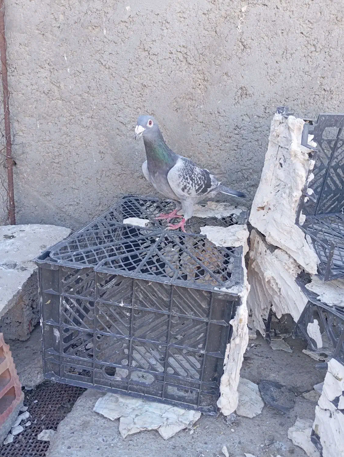 کبوتر|پرنده|زهک, |دیوار