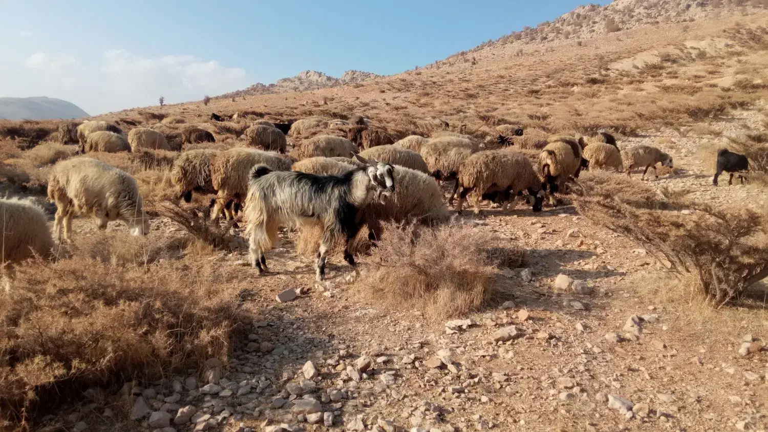 فروش چپش|حیوانات مزرعه|یاسوج, |دیوار