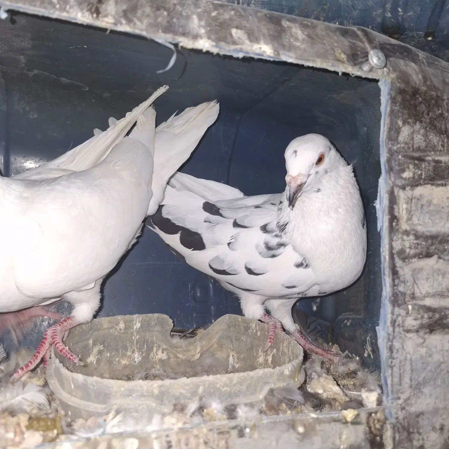 کبوتر|پرنده|قشم, |دیوار