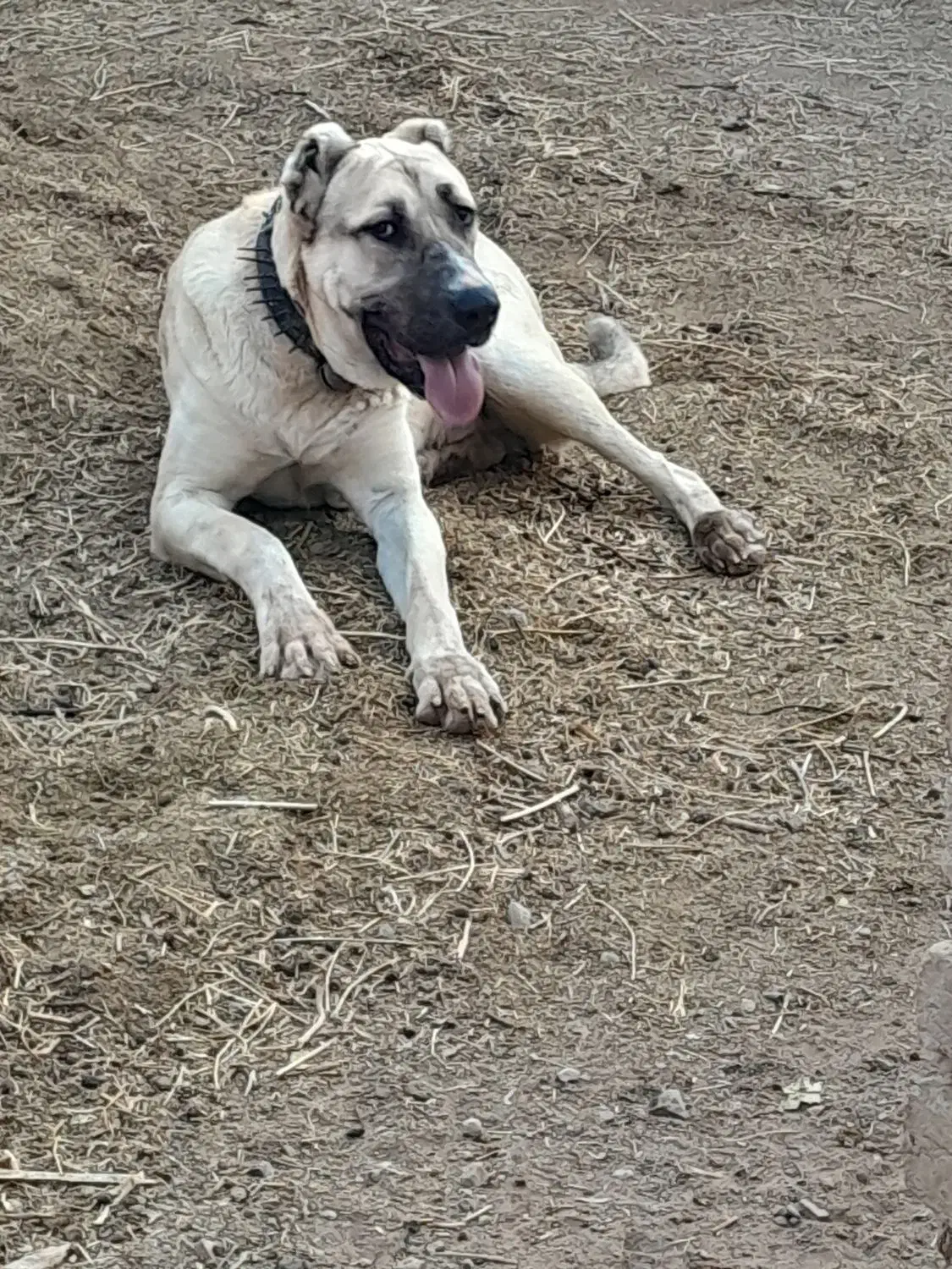 سگ نژاد دار|سگ|تربت‌حیدریه, هاشمی‌نژاد|دیوار