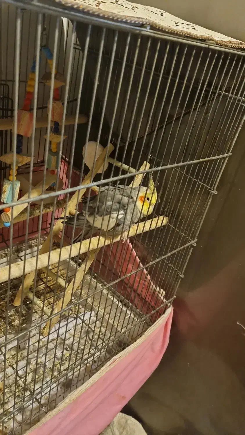 عروس هلندی سخنگو ودستی|پرنده|ساری, |دیوار