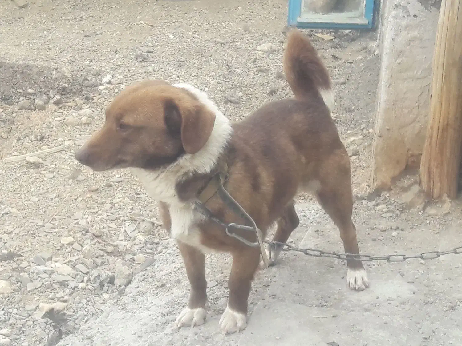 پاکوتاه|سگ|بیجار, |دیوار