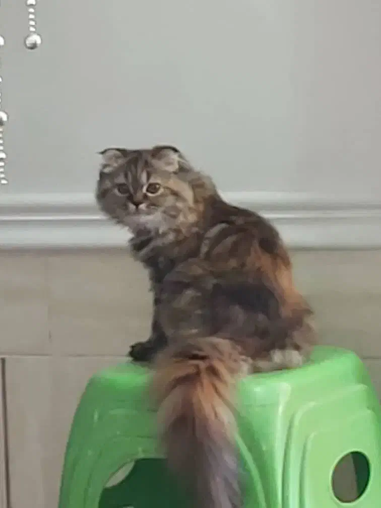 گربه پرشین|گربه|زاهدان, |دیوار