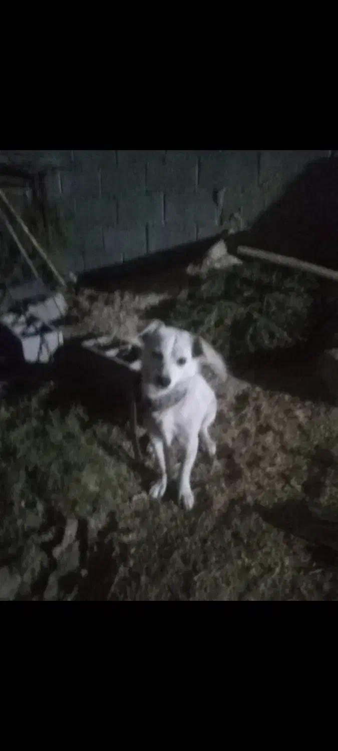 حیوان سگ|سگ|شیراز, بریجستون|دیوار