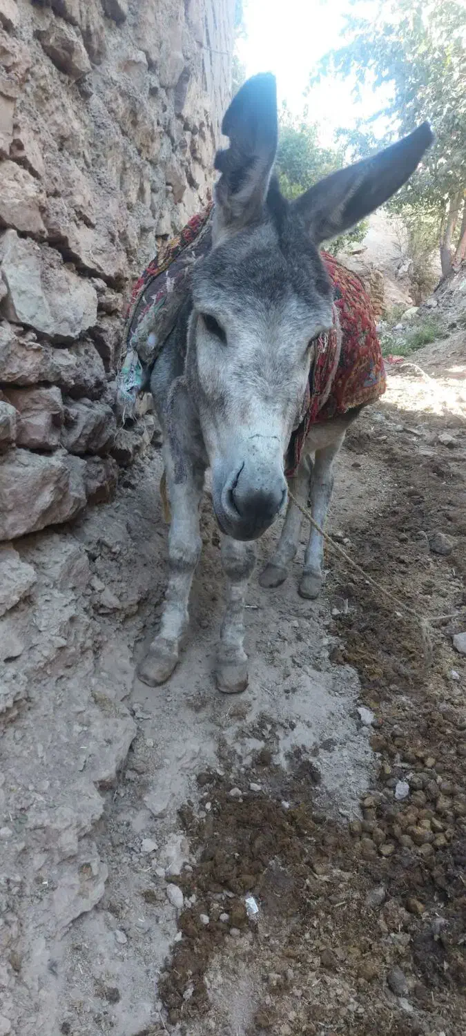 خر گله ای فروشی|حیوانات مزرعه|چناران, |دیوار