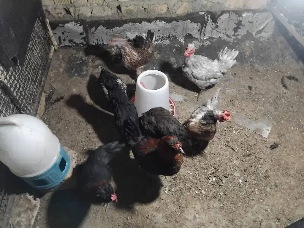 مرغ محلی|حیوانات مزرعه|شیراز, کوشک میدان|دیوار