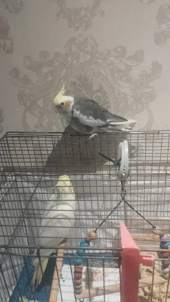 عروس هلندی گمشده|حیوانات|کیش, |دیوار