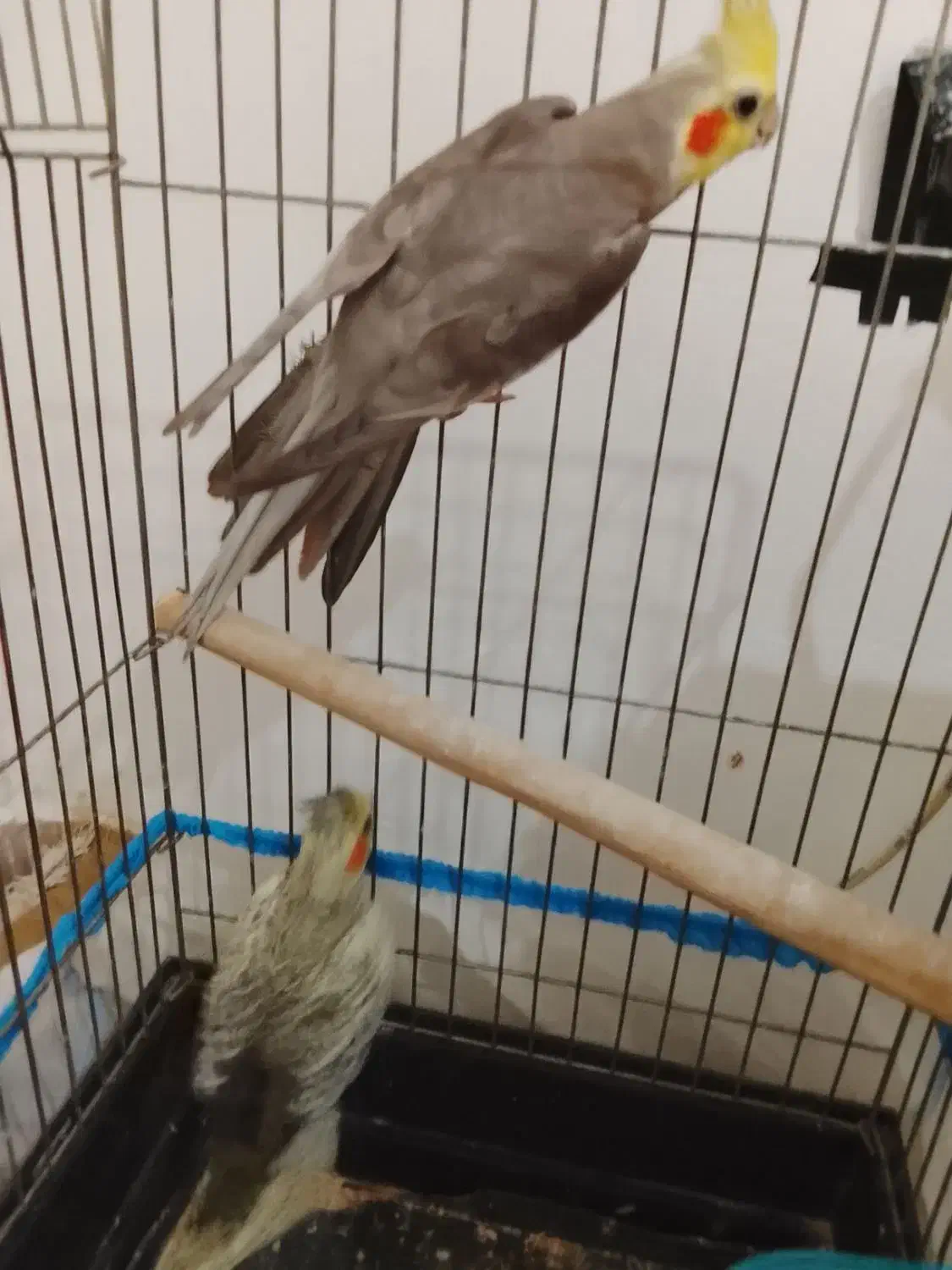 یک جفت عروس هلندی صددرصد تضمینی 4 تخم|پرنده|بومهن, |دیوار