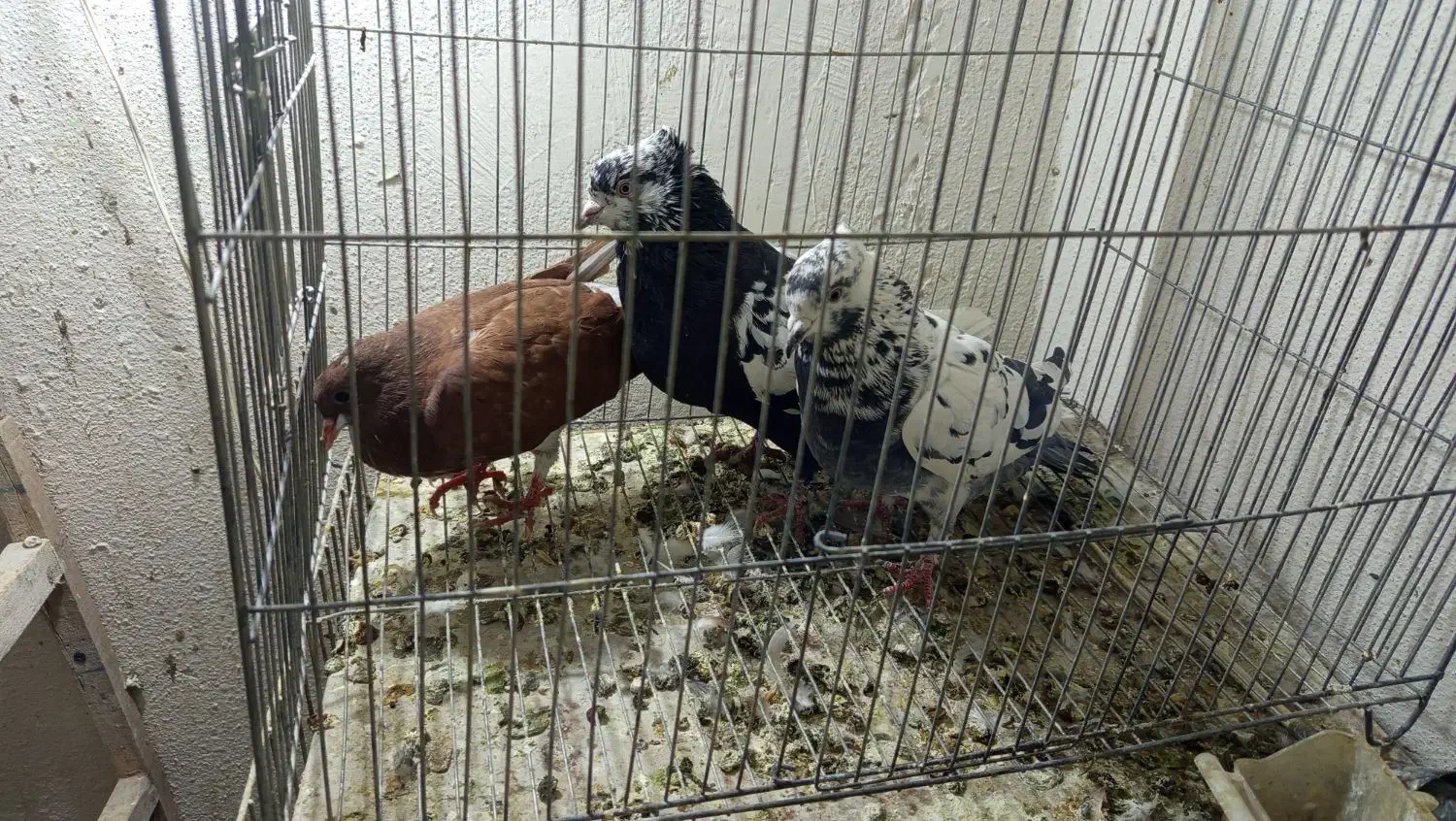 شهری جفتی|پرنده|شیراز, تندگویان|دیوار