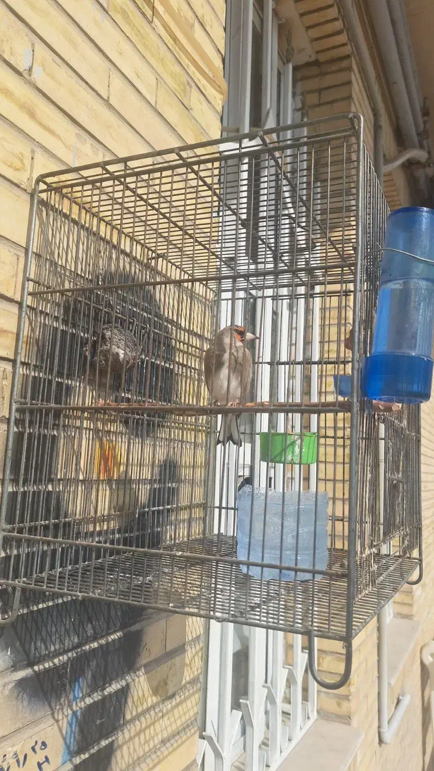 سهره|پرنده|کرج, عظیمیه|دیوار