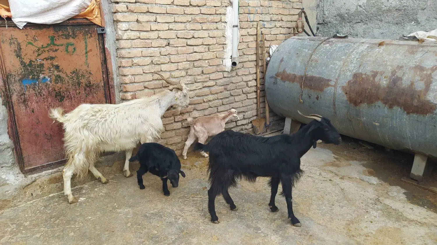 بزبزغاله|حیوانات مزرعه|کرمانشاه, |دیوار