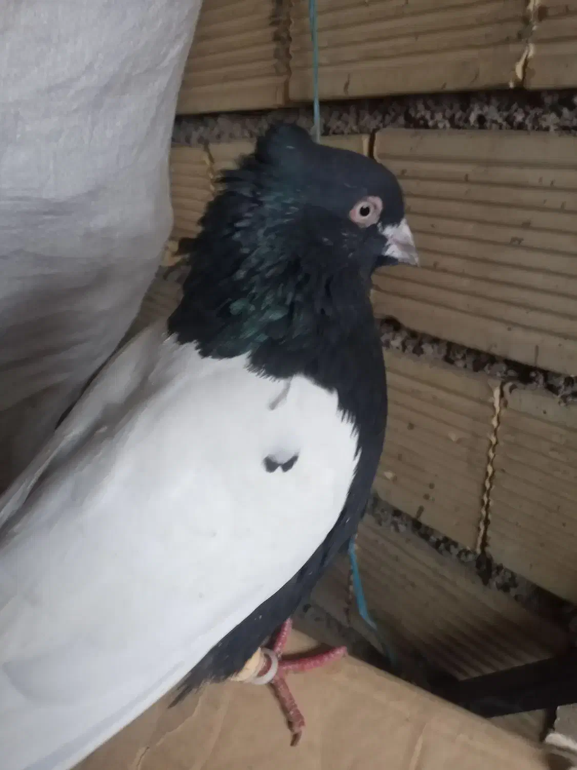 سینه سیاه وکوهی دم سفید|پرنده|شوش, |دیوار