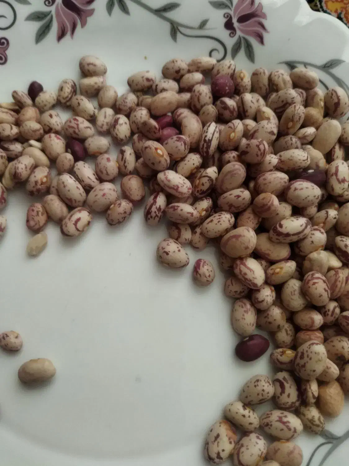 لوبیا چیتی|عمده‌فروشی|قره چای, |دیوار