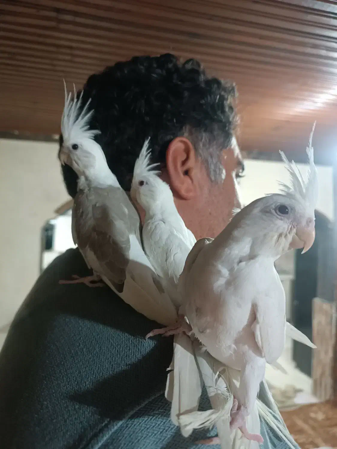 عروس هلندی|پرنده|تالش, جوکندان|دیوار