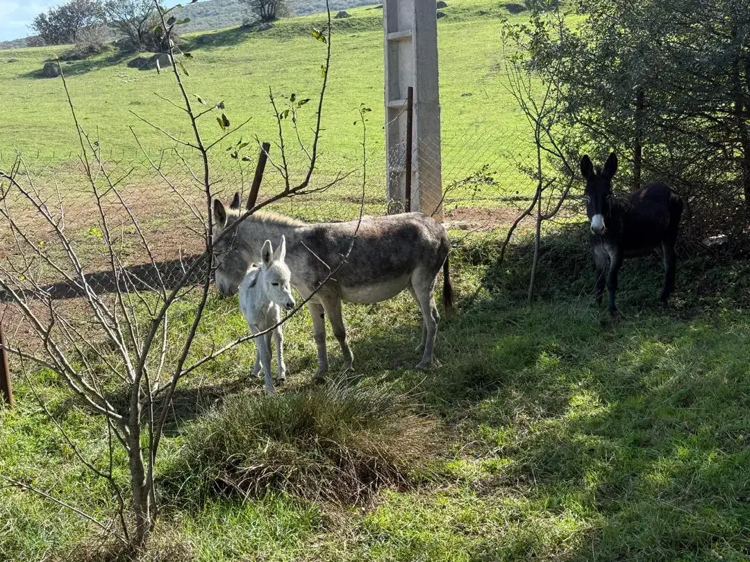 سه عدد الاغ فروشی دو ماده یک نره کره|حیوانات مزرعه|توتکابن, |دیوار