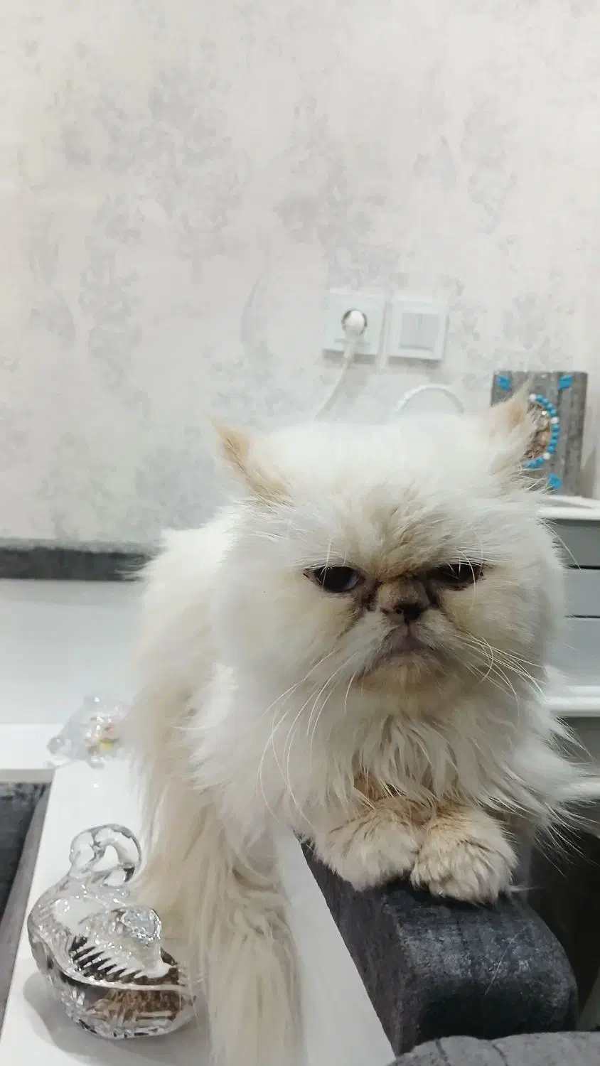 ماده|گربه|رشت, فلسطین|دیوار