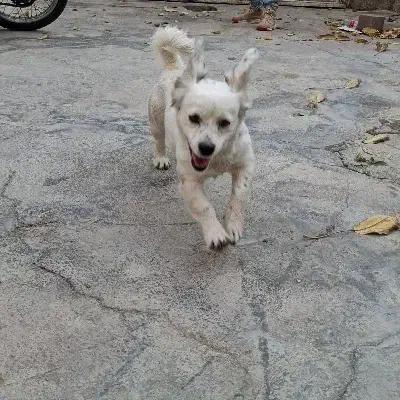 سگ پاکوتاه.سگ|سگ|اسدآباد, |دیوار