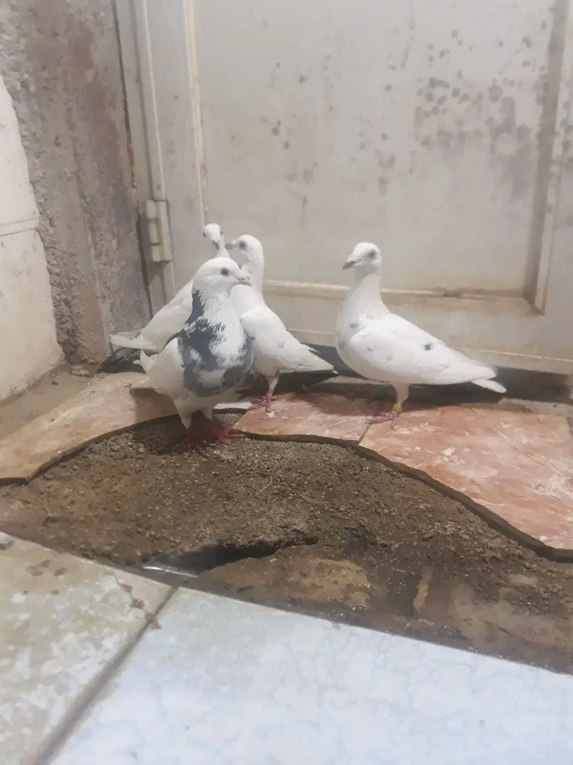 پلاکی|پرنده|خرم‌آباد, |دیوار