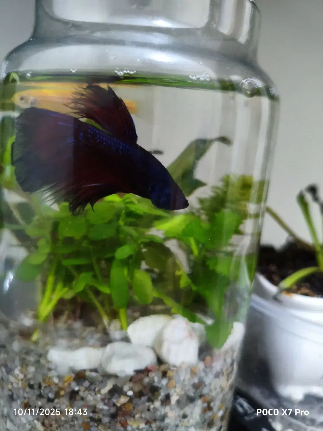 ماهی فایتر . تنگ به همراه گیاه طبیعی (پلنت)|ماهی|قم, چهل درخت‎|دیوار