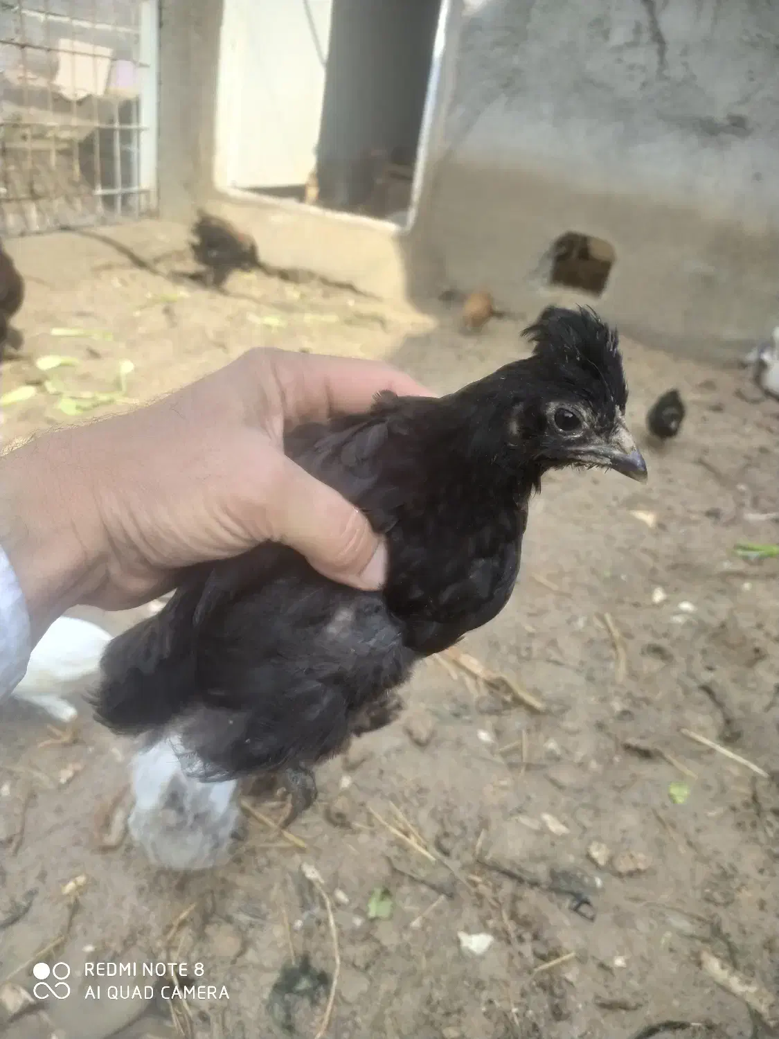 جوجه محلی ۲/۵ ماهه|حیوانات مزرعه|بهبهان, |دیوار