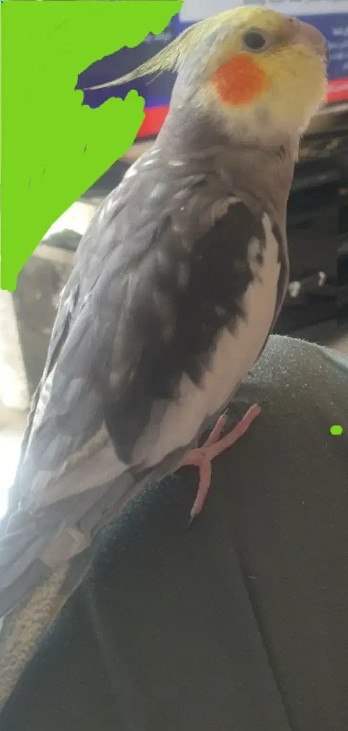 گمشده|حیوانات|مهاباد (آذربایجان غربی), |دیوار