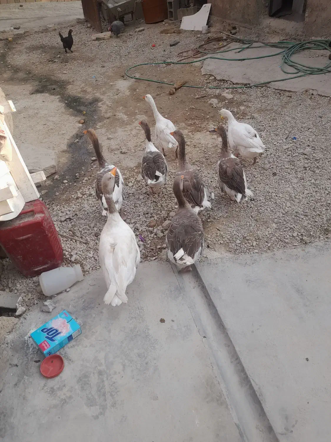 غاز دونه ۶۰۰|حیوانات مزرعه|سرفاریاب, |دیوار