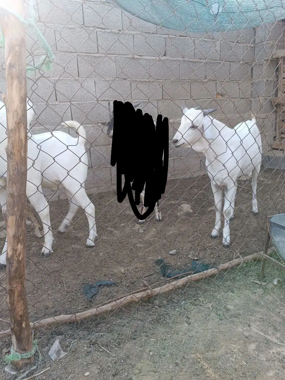 سلام. ۳ راس نری سومال ۱۰ ماهه درجه یک و پلمپ.|حیوانات مزرعه|بندر دیر, |دیوار