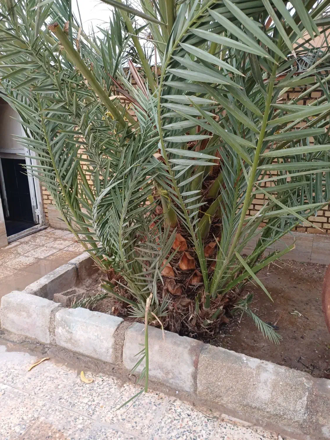 نخل برحی|گل و گیاه طبیعی|آبادان, |دیوار