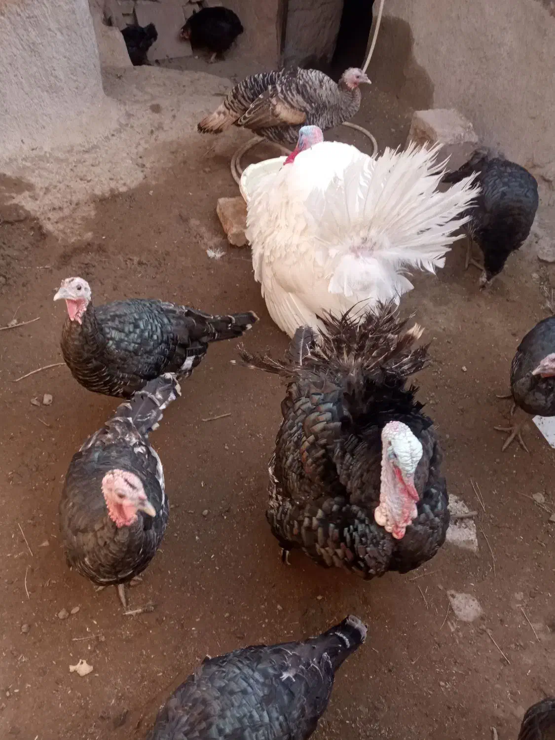 بوقلمون|حیوانات مزرعه|نیشابور, خط کاشمر|دیوار