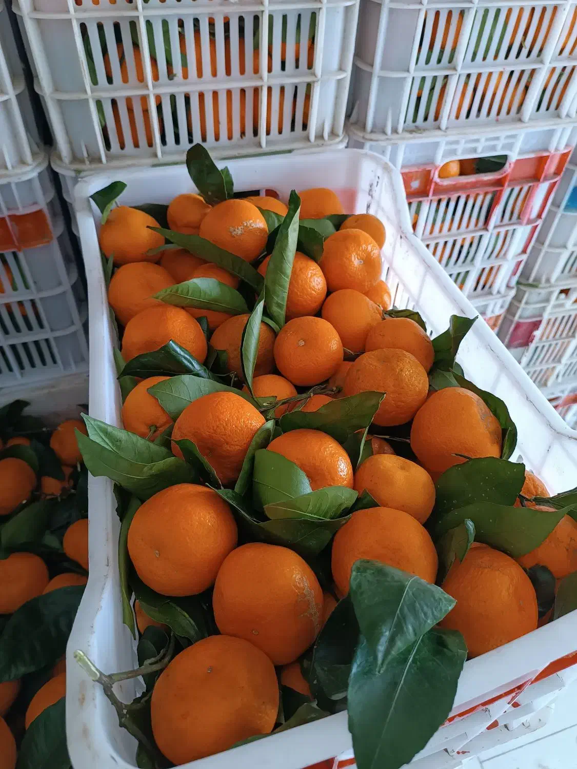 فروش ،پرتقال ،نارنگی سوپر|عمده‌فروشی|شیرگاه, |دیوار