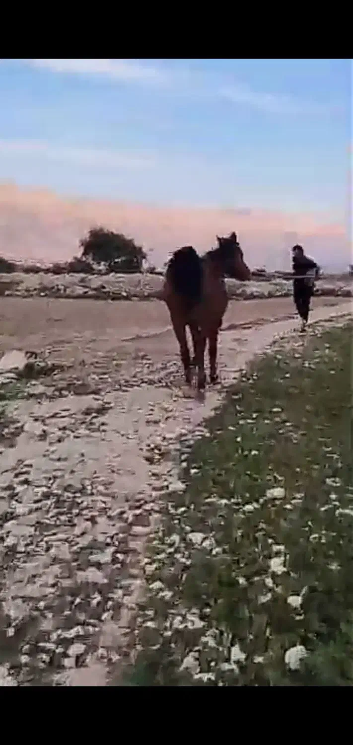 مادیون ترکی|اسب و تجهیزات اسبسواری|جره و بالاده, |دیوار