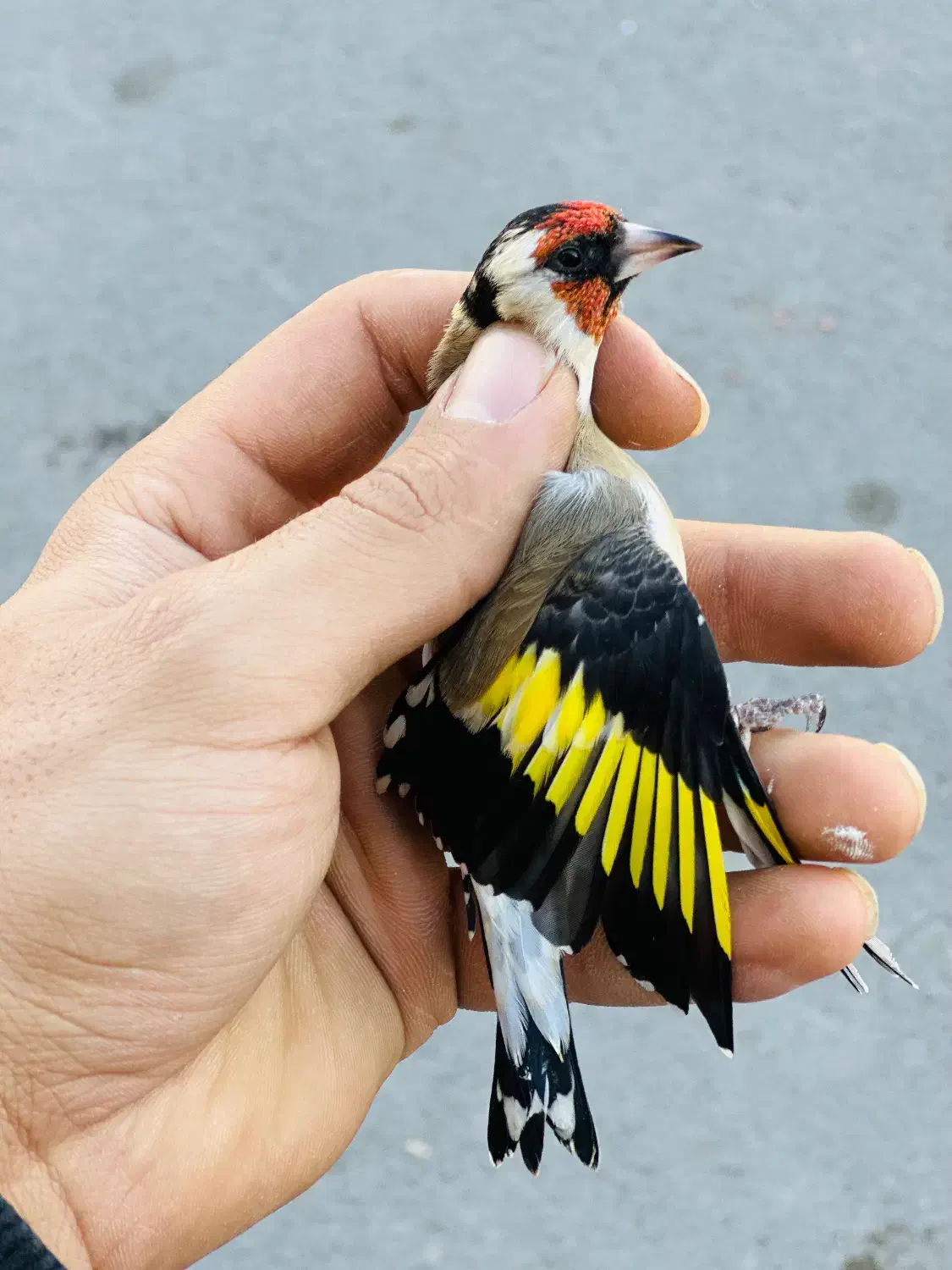 دوعدد سهره نر منطقه بستان اباد|پرنده|تبریز, |دیوار