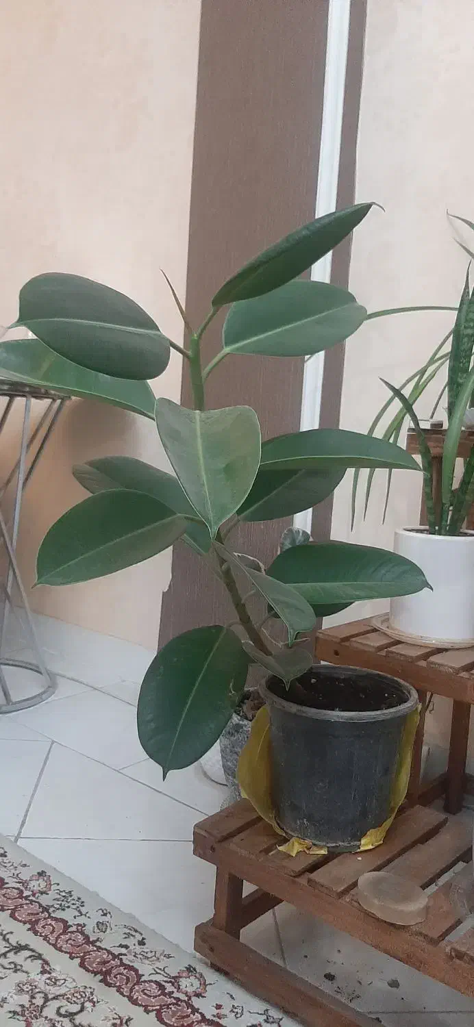 فیکوس الاستیکا (درخت کائوچو)|گل و گیاه طبیعی|تهران, سازمان برنامه جنوبی|دیوار