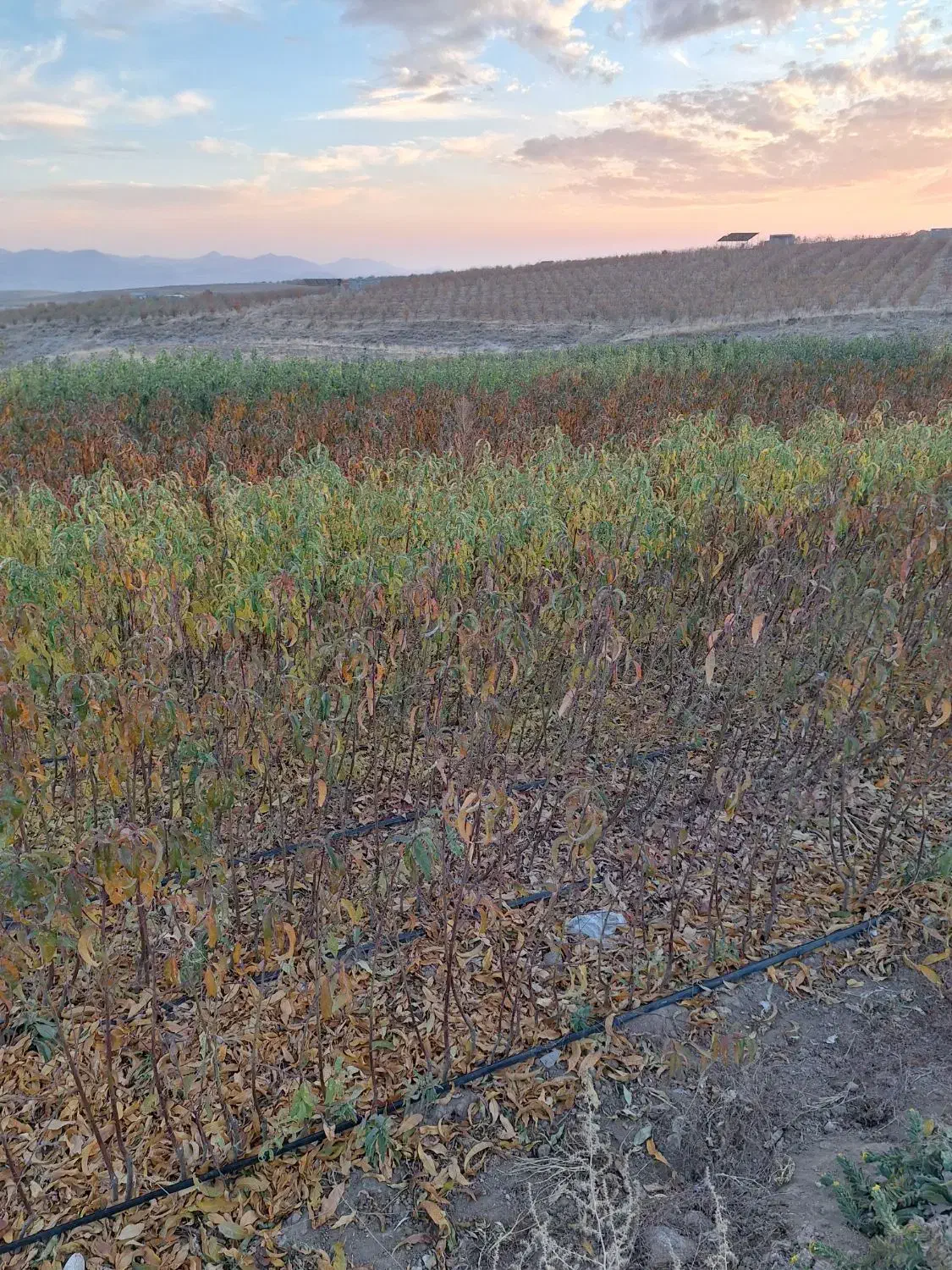 نهال فروشی|خدمات باغبانی و درختکاری|مراغه, |دیوار