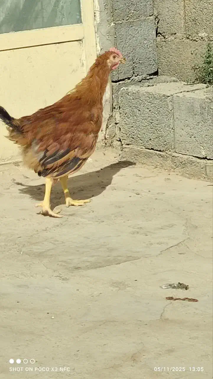 خروس گلین لری|حیوانات مزرعه|شاهین‌شهر, حاجی آباد|دیوار